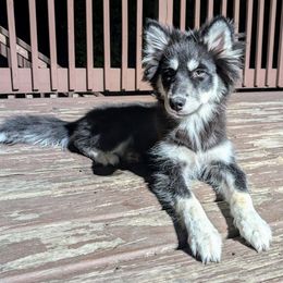 February - Trained - Black and white female Siberian Husky puppy in Lake Park, Minnesota from ThunderStruck Siberians
