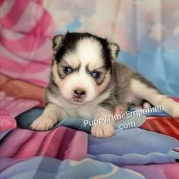 Aura (blue) - 2300 - Blue female Pomsky puppy in Spring Hill, Florida from www.PuppyTimeEmporium.com
