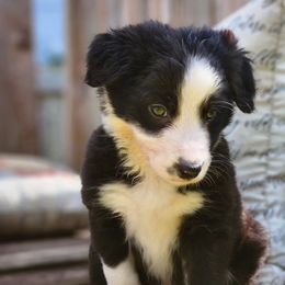 Girl 1 - Border Collie puppy in Arcanum, Ohio from Machine Made Stock Dogs