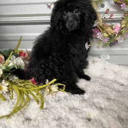 Labrador Retriever, Poodle, Shih Tzu, and Yorkshire Terrier Puppies from Silver Bells Paw Prints