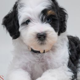 Bernedoodles and Labradoodles from Doodles of Love Labradoodles