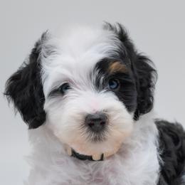 Bernedoodles and Labradoodles from Doodles of Love Labradoodles