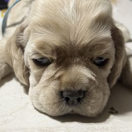 Boy 2 - Buff male Cocker Spaniel puppy in Victor, Montana from Stargazer Kennel