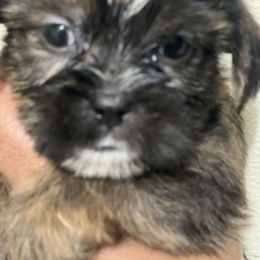 Shorkie Puppies from Shorkie Land