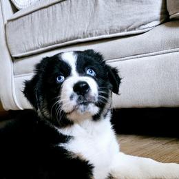 Australian Shepherd Puppies from Gypsy River Aussies