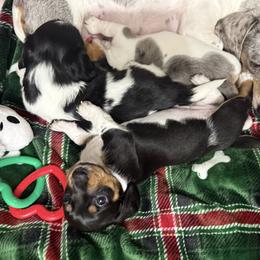 Squanto - Piebald male Dachshund puppy in Westport, Kentucky from Lonestar Creek Farm
