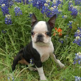 Boston Terrier Puppies from Oui Bostons
