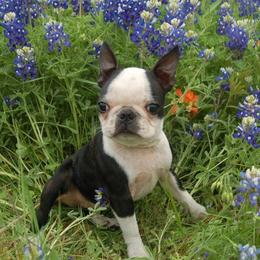 Boston Terrier Puppies from Oui Bostons