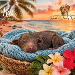 Kai - Red phantom male Aussiedoodle puppy in Roebuck, South Carolina from Dani's Dandy Doodles