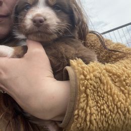 Australian Shepherd Puppies from Quiet Cove Kennels