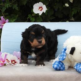 Beau - Red sable male Havanese puppy in Salt Lake City, Utah from Steal Your Heart Havanese