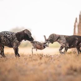 German Shorthaired Pointer Puppies from Dem Feuerhaus Gun Dogs
