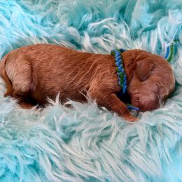 Dark Green - Red  male Goldendoodle puppy in Boise, Idaho from Goldendoodle Baby