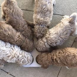 Goldendoodle Puppies from KandE Doodles