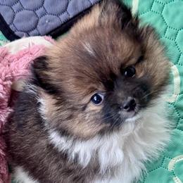 Mona - Black and tan parti female Pomeranian puppy in Spring, Texas from Cece’s Perfect Poms