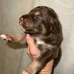 Cupid - Red tri-color male Australian Shepherd puppy in Piedmont, Oklahoma from HeartDriven Aussies