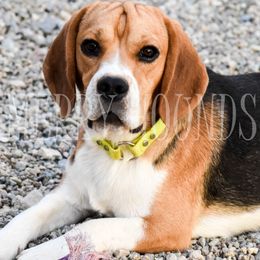 Beagles from Merry Hounds