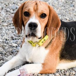Beagles from Merry Hounds