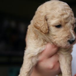 Bernedoodle Puppies from Northern NY Bernedoodles