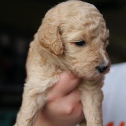 Bernedoodle Puppies from Northern NY Bernedoodles
