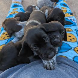 Boy 2 - Black and white male German Shorthaired Pointer puppy in Appleton, Wisconsin from Kay Quaintance's German Shorthaired Pointers