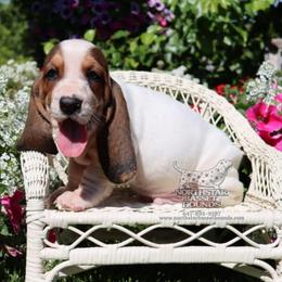 Crown-Royal - Black brown and white male Basset Hound puppy in Pollock, Missouri from Northstar