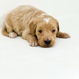 REBEL - Apricot male Goldendoodle puppy in Davison, Michigan from Dreaming Doodles