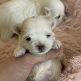 Maltese puppies from Angelic Maltese