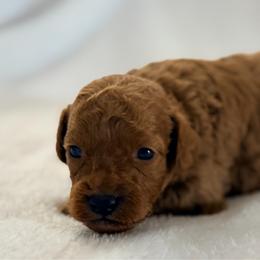 April - female Cavapoochon puppy in Newington, Connecticut from Forever Puppies 4U