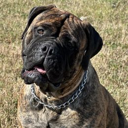 Bullmastiff puppies from Jenkins Family Bullmastiffs