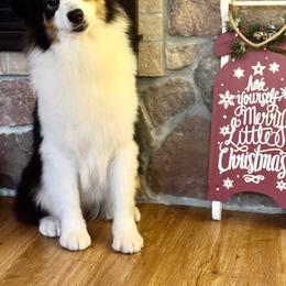 BTF2 - Black tri-color female Australian Shepherd puppy in Chehalis, Washington from Wandering Acres Ranch