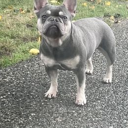 Demi - French Bulldog
