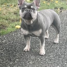 Demi - French Bulldog