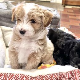 Aussiedoodle Puppies from Paisleys Doodles AK