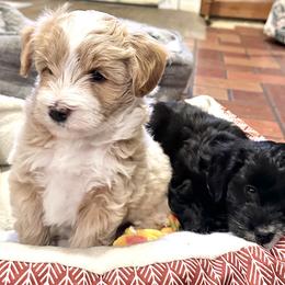 Aussiedoodle Puppies from Paisleys Doodles AK