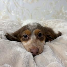 Gracie - Piebald female Dachshund puppy in Jonesboro, Illinois from Twin Hills Dachshunds