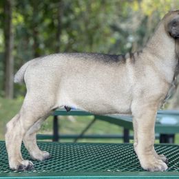 Cane Corso and Shetland Sheepdog Puppies from Redemption Kennels