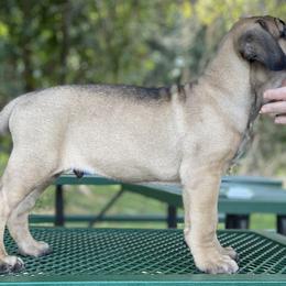 Cane Corso and Shetland Sheepdog Puppies from Redemption Kennels