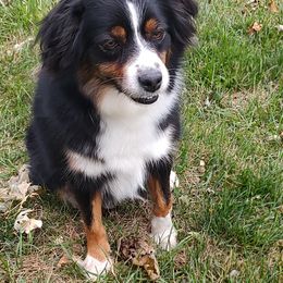 Mia - Miniature Australian Shepherd