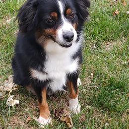 Mia - Miniature Australian Shepherd