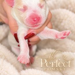 Diego - White male Pomsky puppy in Boody, Illinois from PerfectPomskies