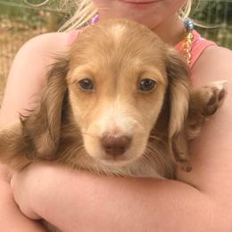 Gaston - Cream male Dachshund puppy in Lexington, Oklahoma from BooneDox Miniature Dachshunds