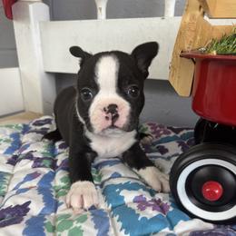 Wiston - Black and white male Boston Terrier puppy in Alabama from Southern Bulldogs