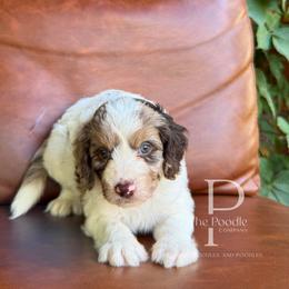 Canyon - Chocolate merle male Bernedoodle puppy in Tulsa, Oklahoma from The Poodle Co. Raising Doodles & Poodles