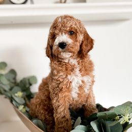 Goldendoodles from Red Pine Doodles