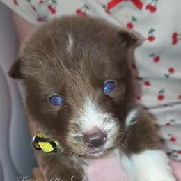 Reina - Red and white female Siberian Husky puppy in Richland, Mississippi from Feazell’s Siberian Huskies