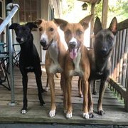 Lurchers from MC Lurchers