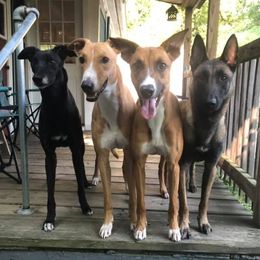 Lurchers from MC Lurchers