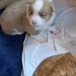 Pembroke Welsh Corgi Puppies from Anita’s little Corgi Haven