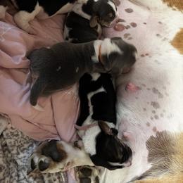 Basset Hound Puppies from Laura Lankford
